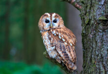 Photo of Популярные виды сов