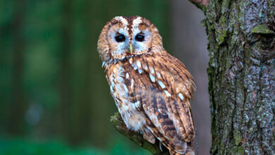 Photo of Популярные виды сов