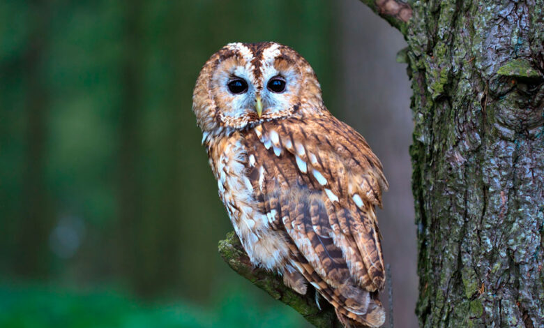 Photo of Популярные виды сов