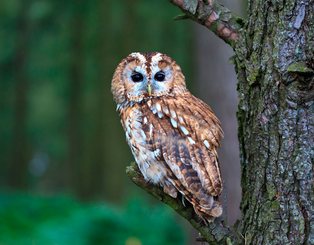 Фото 8 — Популярные виды сов