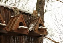 Photo of Секреты ухода за совой дома