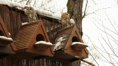 Photo of Секреты ухода за совой дома
