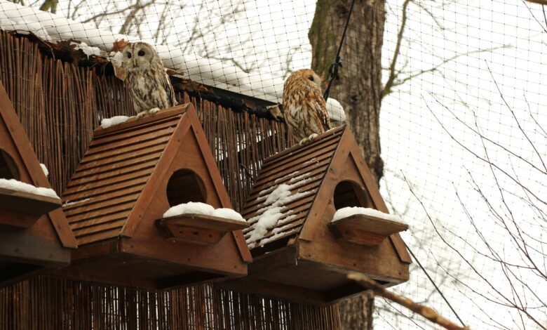 Photo of Секреты ухода за совой дома