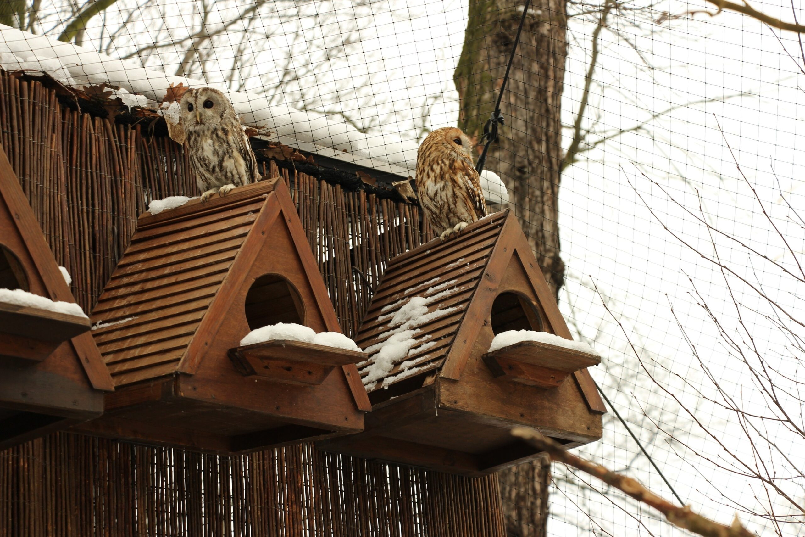 Фото 20 — Секреты ухода за совой дома
