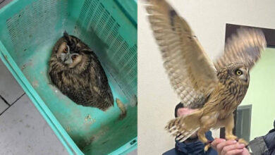 Photo of Совы: как обеспечить гигиену