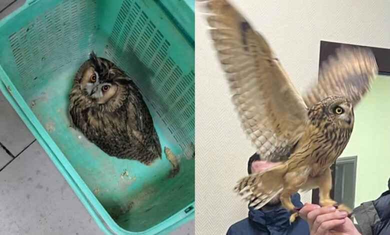 Photo of Совы: как обеспечить гигиену