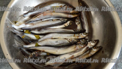 Photo of Уход за совой в домашних условиях