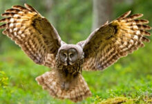 Photo of Совы: как обучить общению