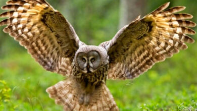 Photo of Совы: как обучить общению
