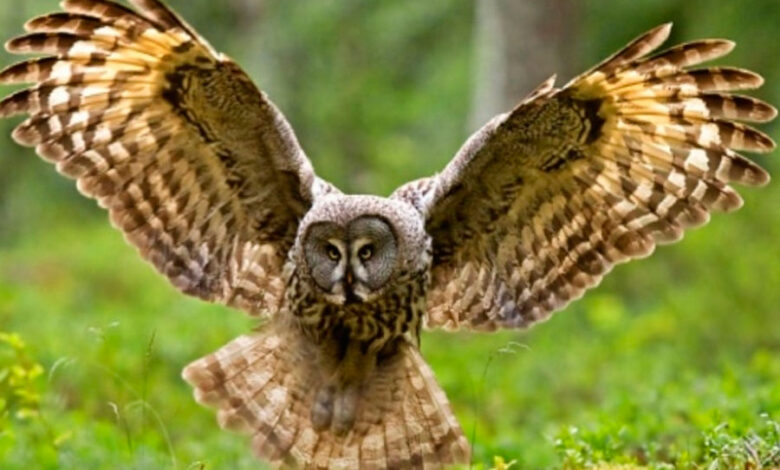 Photo of Совы: как обучить общению