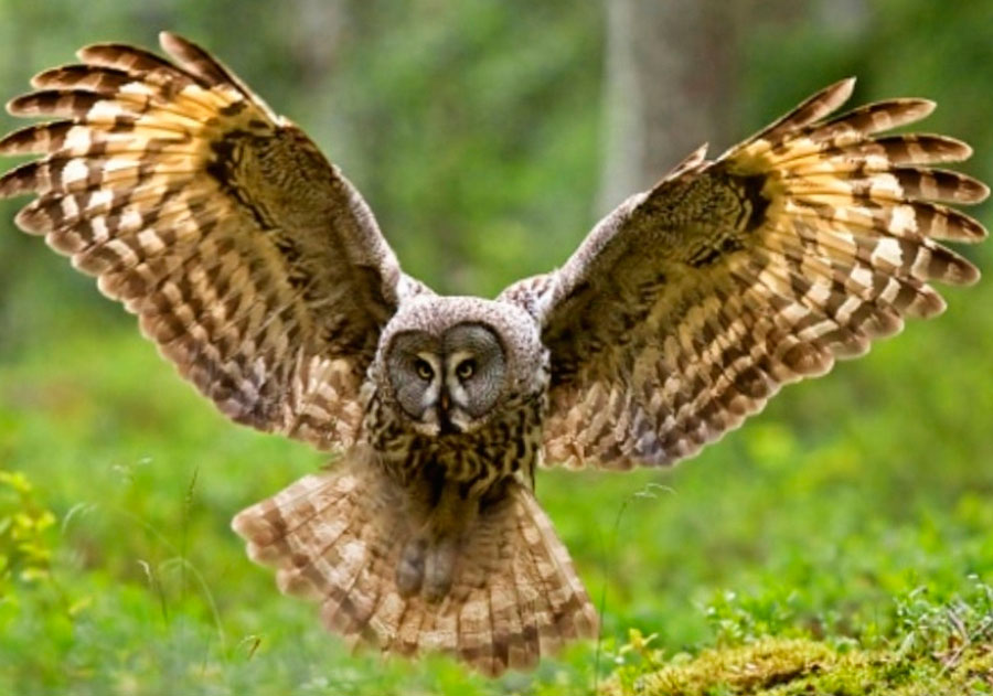 Фото 2 — Совы: как обучить общению