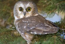 Photo of Кормление совы: полезные рекомендации