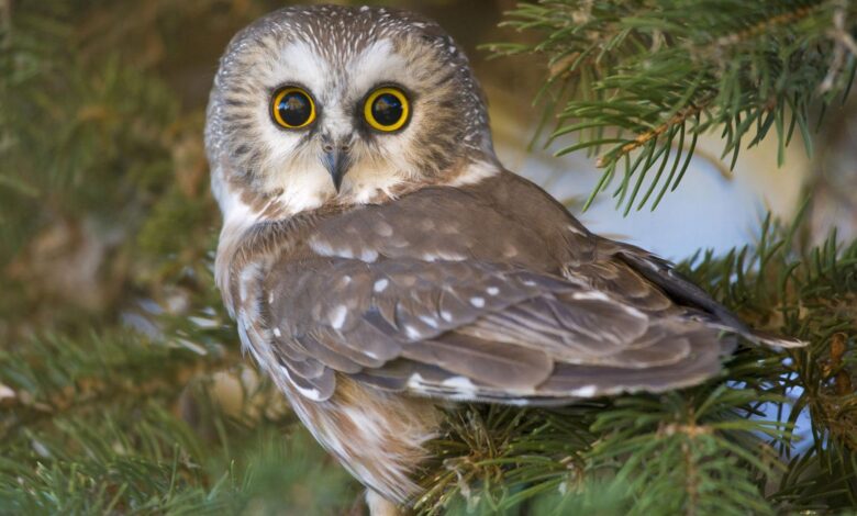 Photo of Кормление совы: полезные рекомендации