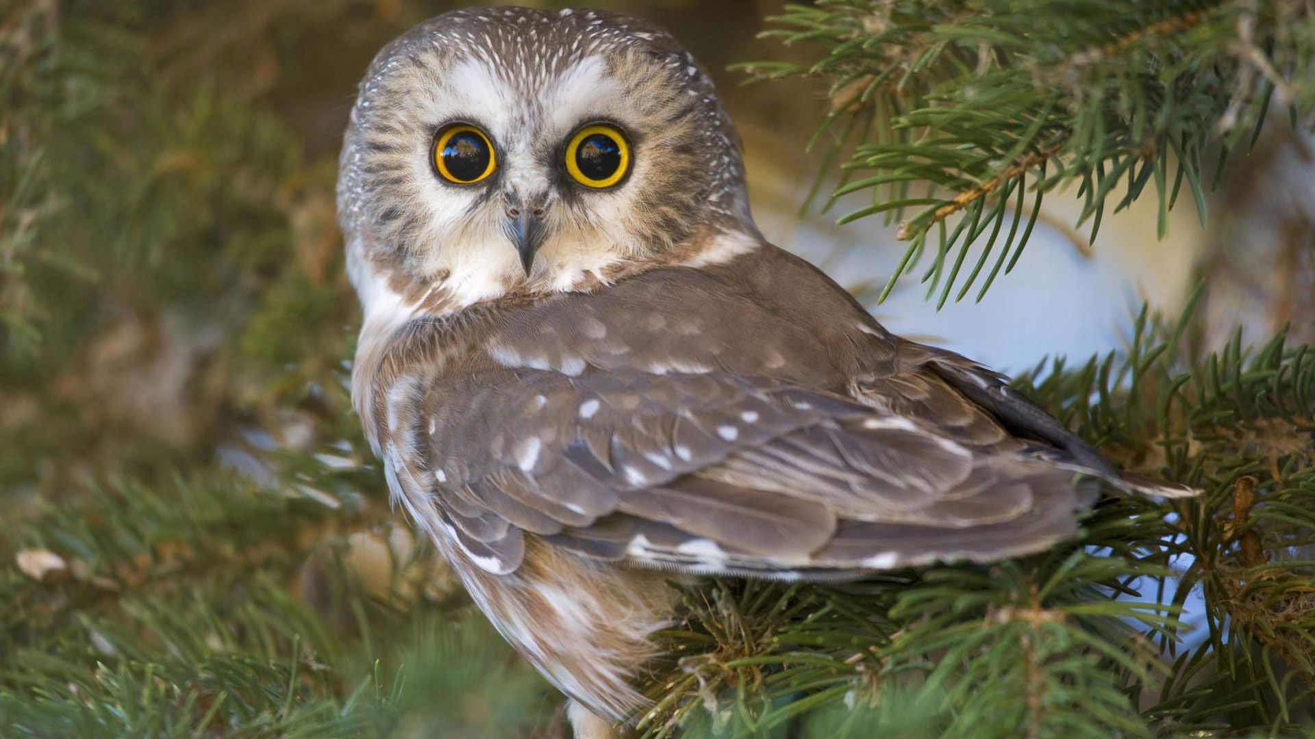 Фото 19 — Кормление совы: полезные рекомендации