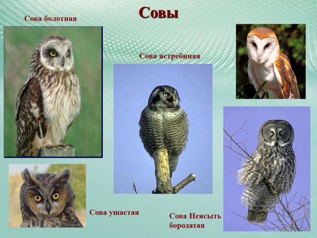 Фото 33 — Совы: как обучить командам