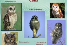 Photo of Совы: как обучить командам