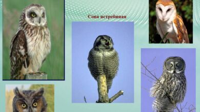 Photo of Совы: как обучить командам