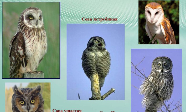 Photo of Совы: как обучить командам