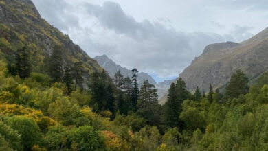 Photo of Как создать атмосферу для совы