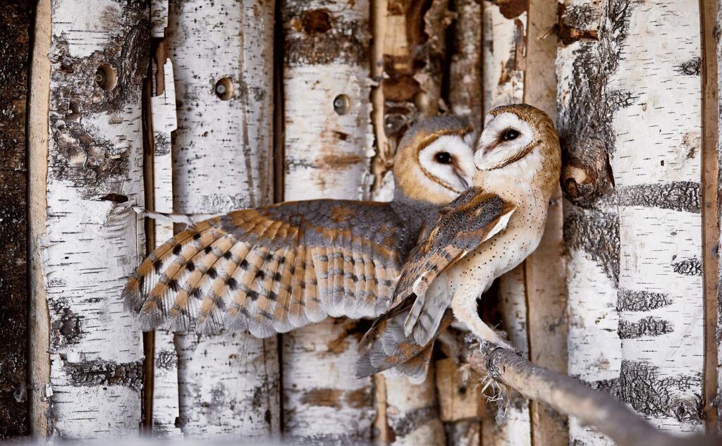 Фото 4 — Сова сипуха: особенности ухода