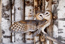 Photo of Сова сипуха: особенности ухода