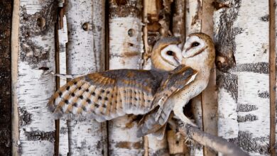 Photo of Сова сипуха: особенности ухода