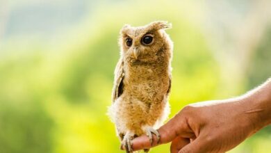 Photo of Уход за совой в домашних условиях