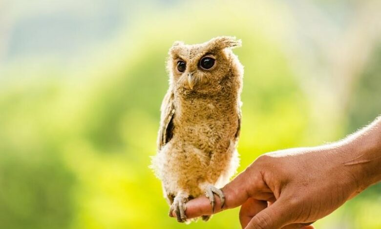 Photo of Уход за совой в домашних условиях