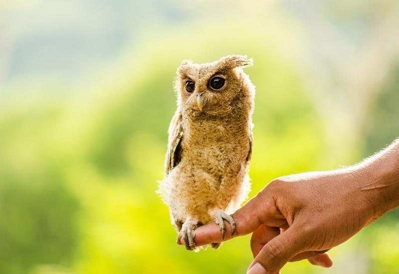 Фото 15 — Уход за совой в домашних условиях