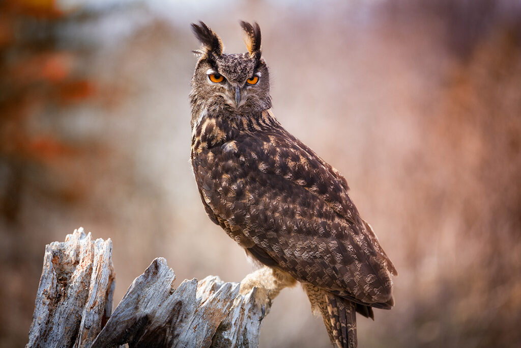 Фото 9 — Популярные виды сов