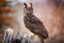 Photo of Популярные виды сов