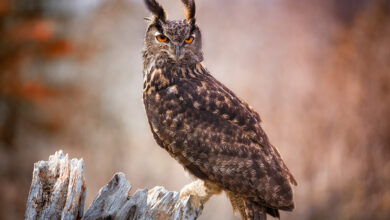 Photo of Популярные виды сов