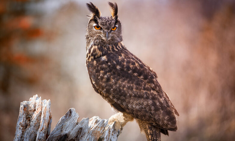 Photo of Популярные виды сов