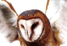 Photo of Сова сипуха: как правильно содержать