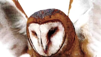 Photo of Сова сипуха: как правильно содержать