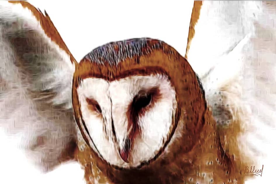 Фото 31 — Сова сипуха: как правильно содержать