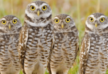 Photo of Виды сов: как выбрать идеального питомца