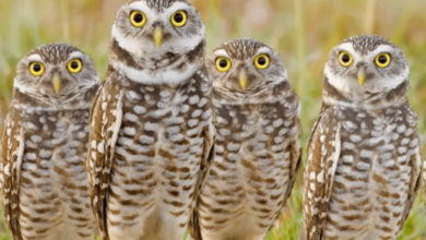 Photo of Виды сов: как выбрать идеального питомца