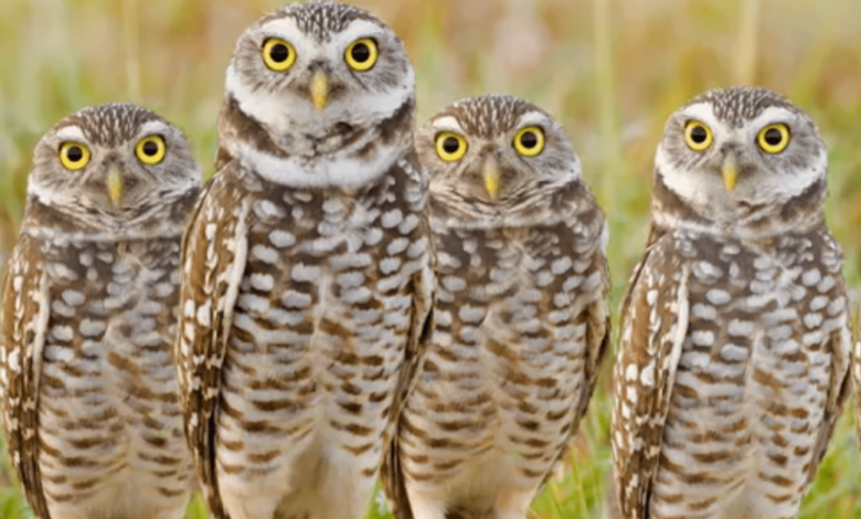 Photo of Виды сов: как выбрать идеального питомца