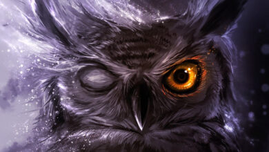 Photo of Совы: как обеспечить гигиену