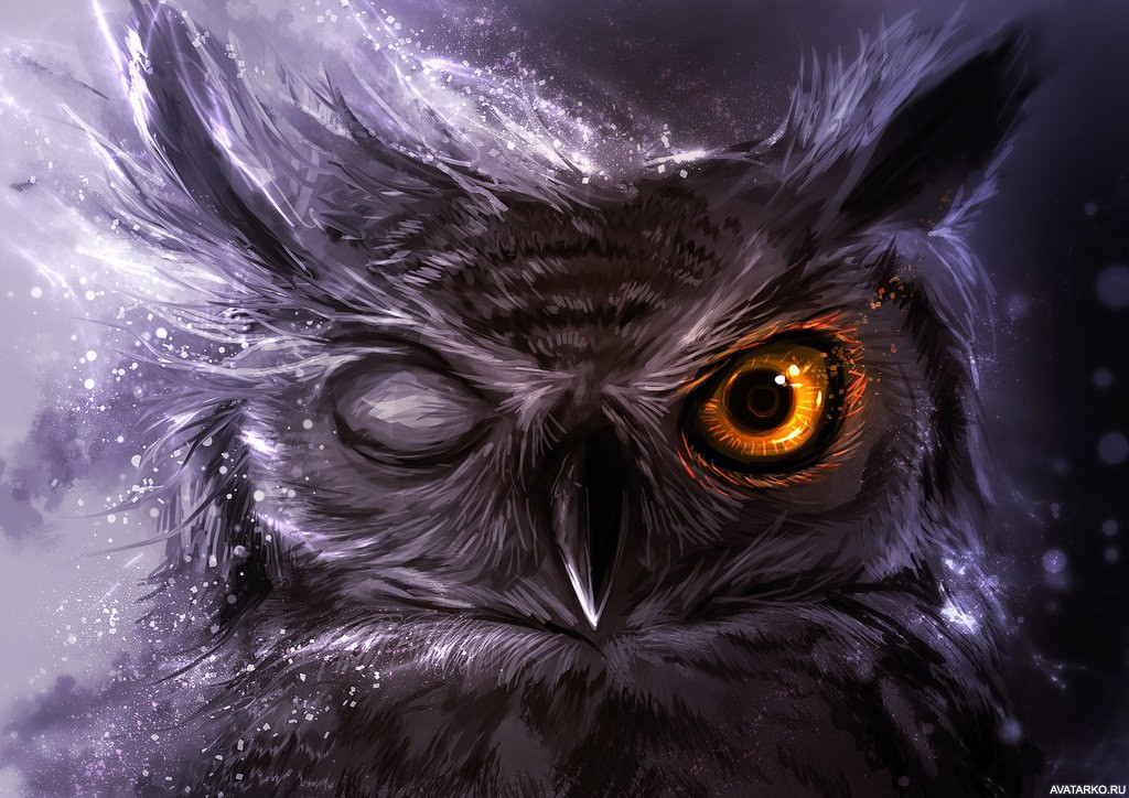 Фото 5 — Совы: как обеспечить гигиену