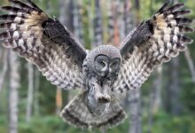 Photo of Совы: как правильно купать