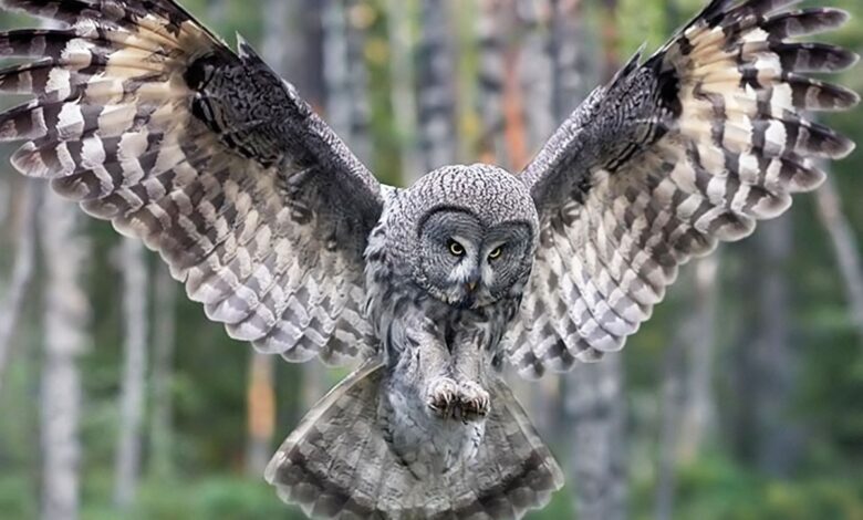 Photo of Совы: как правильно купать