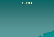 Photo of Совы: особенности ухода