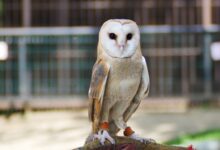 Photo of Сова сипуха: как правильно содержать