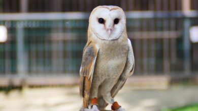 Photo of Сова сипуха: как правильно содержать
