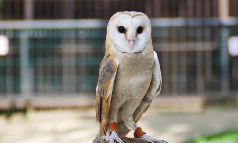 Photo of Сова сипуха: как правильно содержать