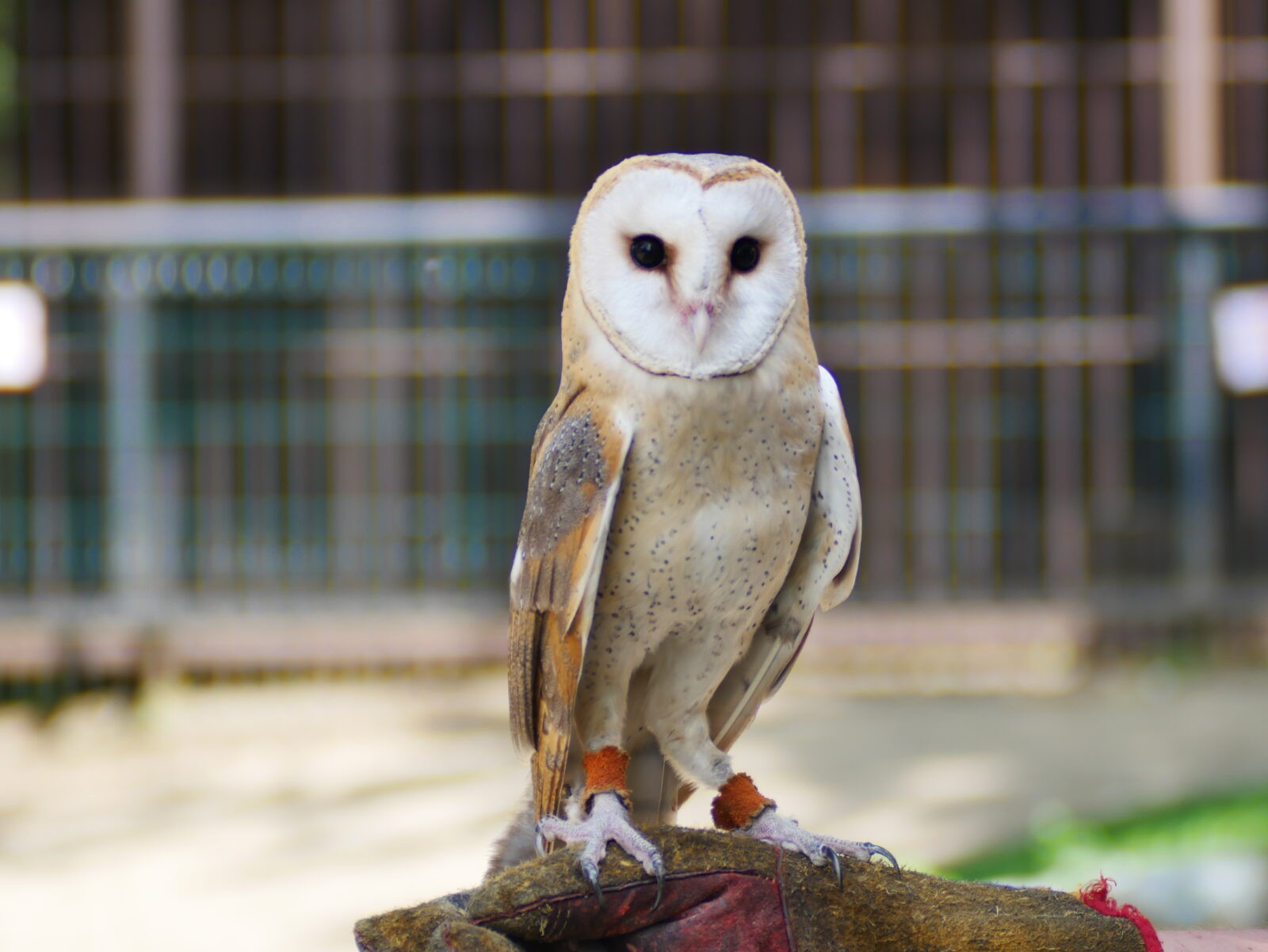 Фото 1 — Сова сипуха: как правильно содержать