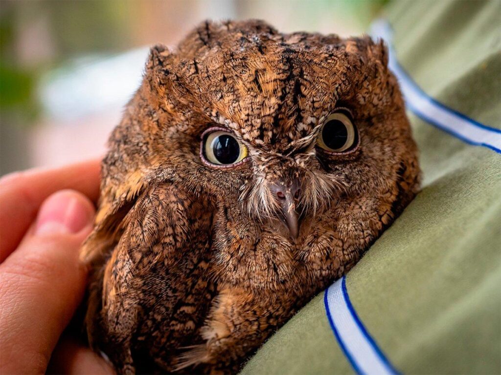 Фото 13 — Сова сипуха: как правильно содержать