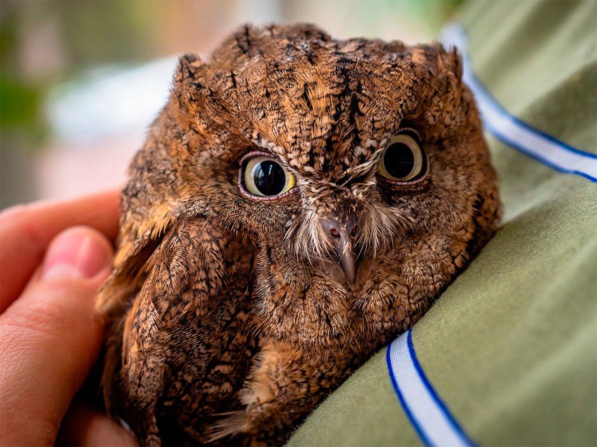 Фото 13 — Сова сипуха: как правильно содержать